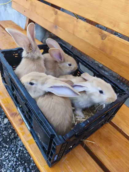 Deutsche Riesenhase