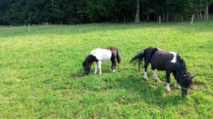 Zwergponystute