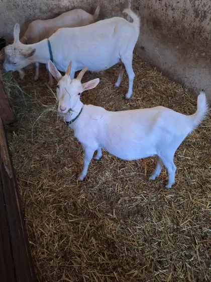 Saanenziege und Saanenziegenbock