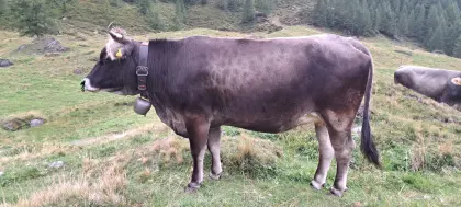 Tiroler Grauviehkalbin