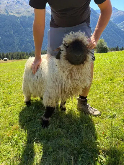 2 Walliser Schwarznasen-Widder