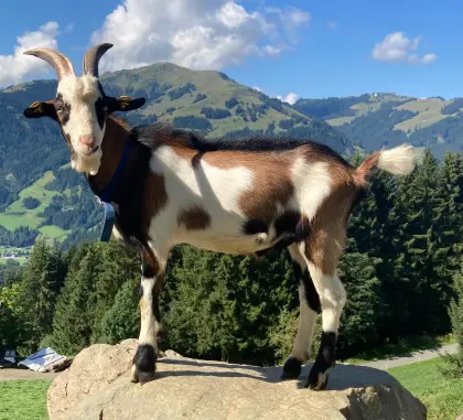 HB Tauernschecken-Kitzbock
