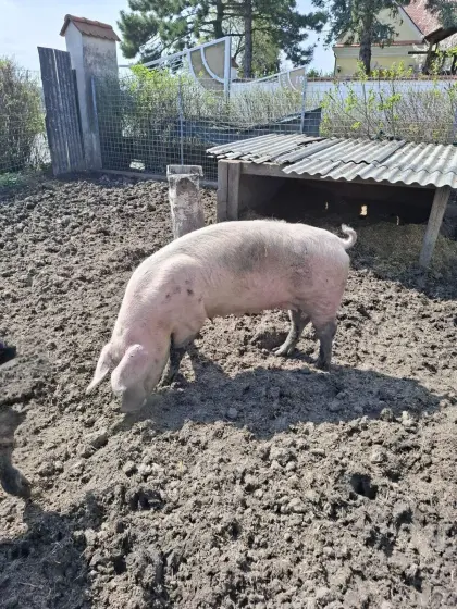 Verkaufe Zuchtsau, tragend zum 2. Mal