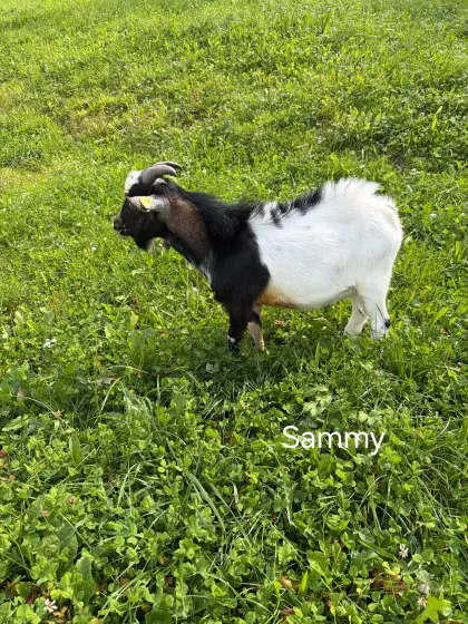 Mini-Zwergziegenbock