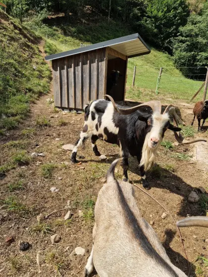 Tauernscheck-Bock