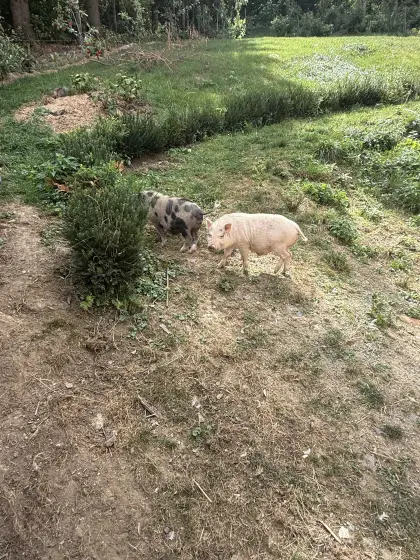 Mikro-Schwein-Eber