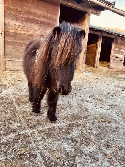 Mini-Shetty-Ponys