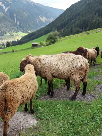 Brauner HB-Widder