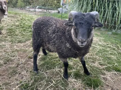 Junger Quessant-Schafbock