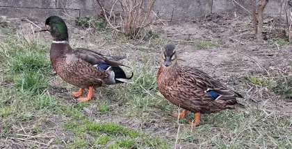 Zwergenten, wildfärbig
