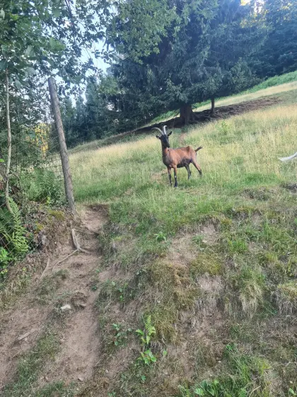 Pinzgauerziegen-Damen