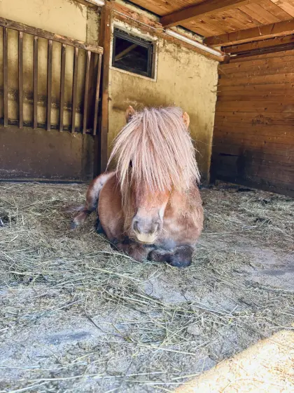 Mini-Shetty-Ponys