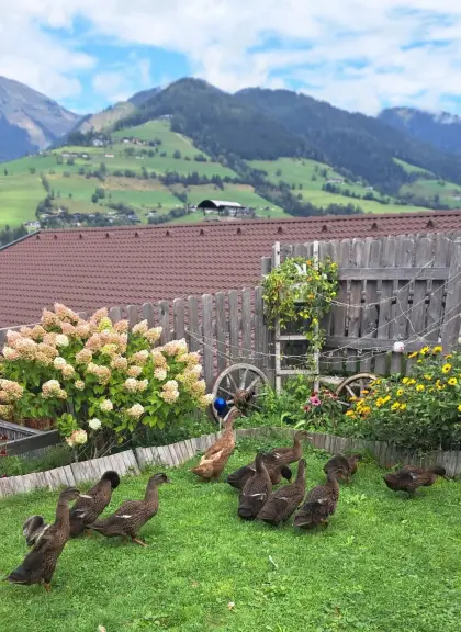 Laufenten