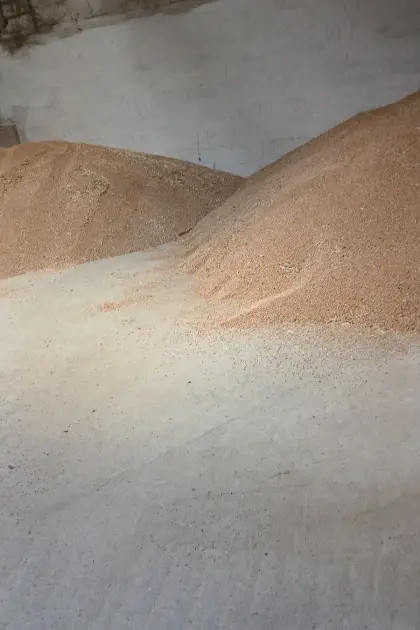 Triticale