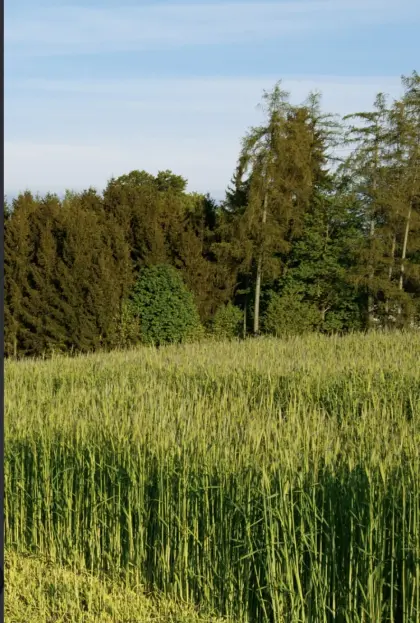 Grünschnittroggen ab Feld