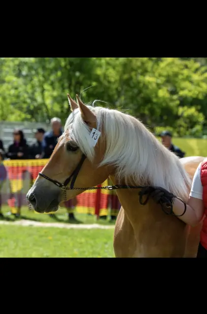 Tiroler Haflinger Elitestute