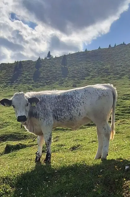 Sprinzen Kalbin