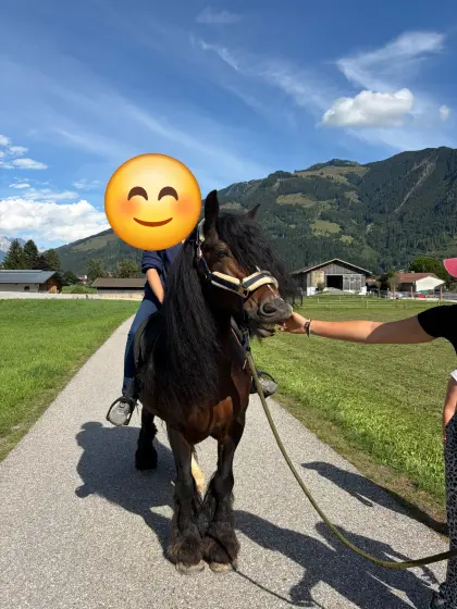Tinkerhengst in Österreich gekört