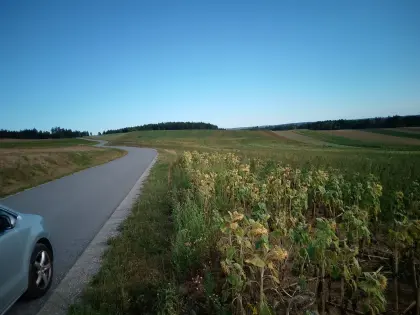 Biogasfutter günstig, Sonnenblumen mit Melde-Unkraut