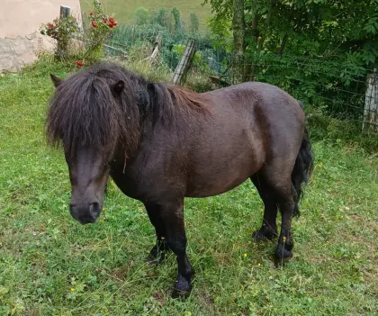 Mini-Shetty-Hengst