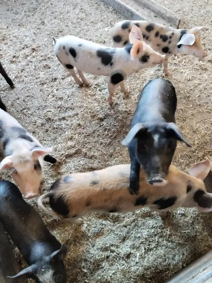 Mastschweine