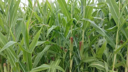 Verkaufe 2,5 ha Bio-Mais