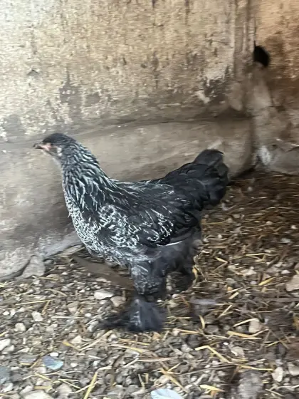 Brahma