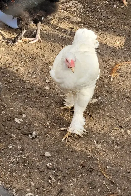 Brahma-Hahn, weiß