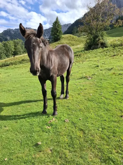 Noriker Stutfohlen