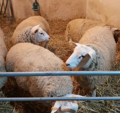 Suche Futterlämmer