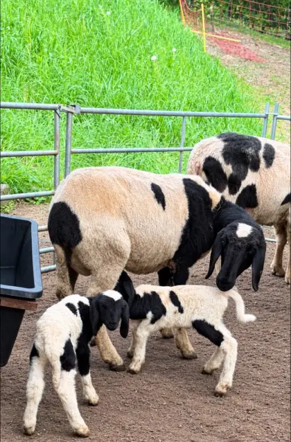 Tscheggenschaf zu verkaufen