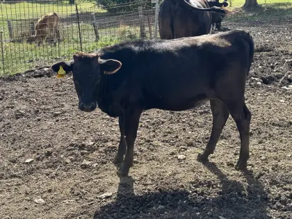 Wagyu Kalbin