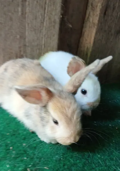 Verkaufe Zwergkaninchen