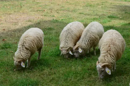 Reinrassige Bio-Waldschaf-Jungwidder