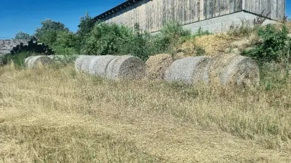 Roggenstroh Rundballen 1,6 m