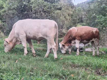 Bio-Jungstier Kärntner Blondvieh