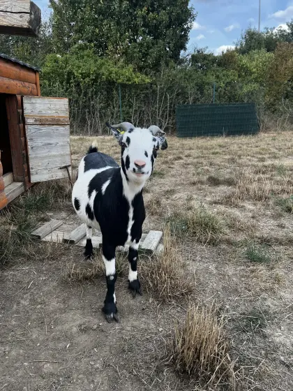Zwergziegen, weiblich