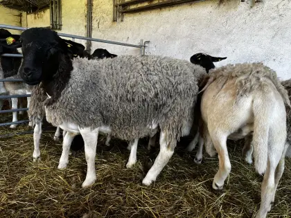 Dorperschafe zu verkaufen