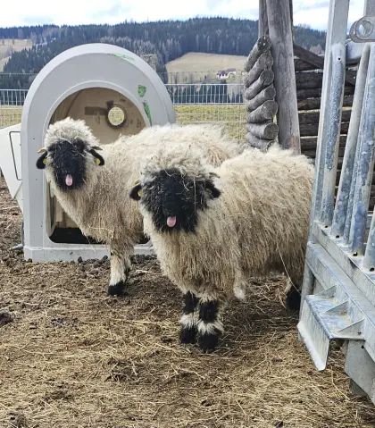 Walliser Schwarznasenschafe