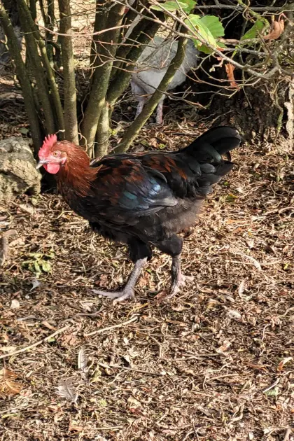 Marans Schwarz-Kupfer Hahn, Gockel