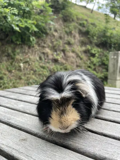 Meerschweinchen