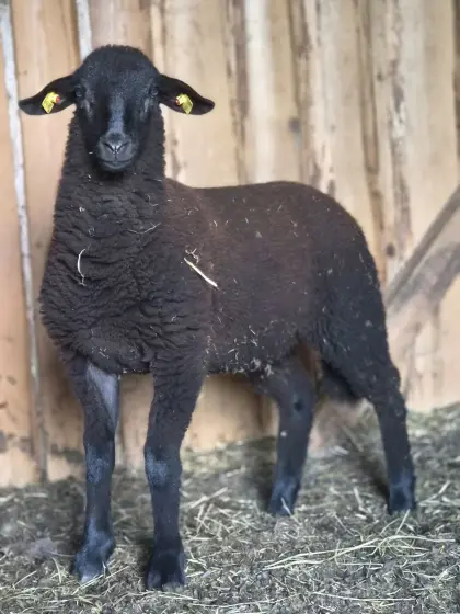 Jura-Jungschaf