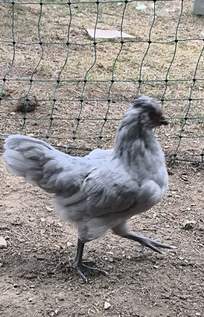 Lavender Araucana