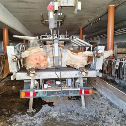Professionelle Klauenpflege