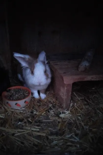 1 Zwerghase, 2 Meerschweinchen