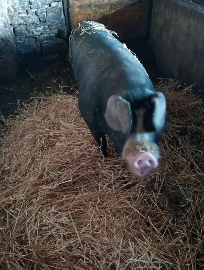 Schwäbisch Hall x Duroc Eber