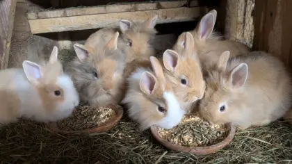 Löwenkopf-Zwergkaninchen in allen Farben zu verkaufen