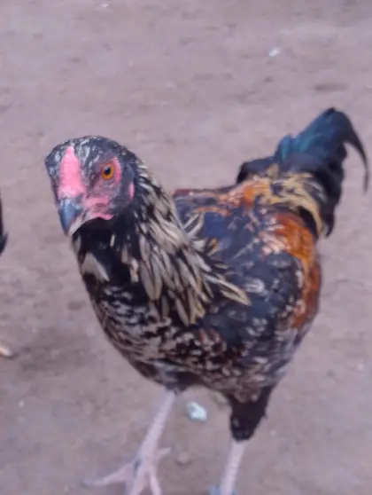 Parrot Beak Aseel, MIXE Jungtiere