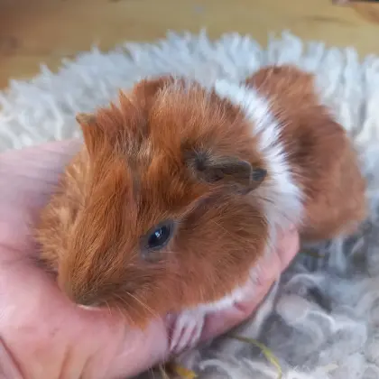 Meerschweinchen