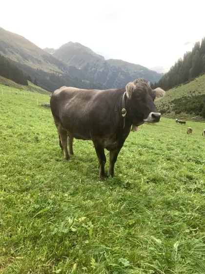 Verkaufe hornlose Grauvieh-Kuh